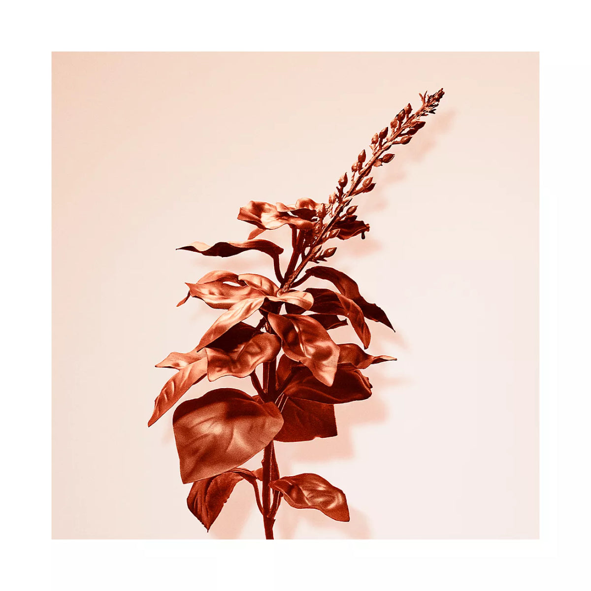 Tiffany &Co. Rose Gold Intense Women's 2.5 oz Eau de Parfum Spray