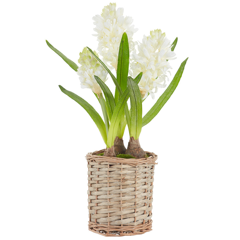 Allstate Floral 17.5" Hyacinth Bulb Flower Arrangement with Basket - White