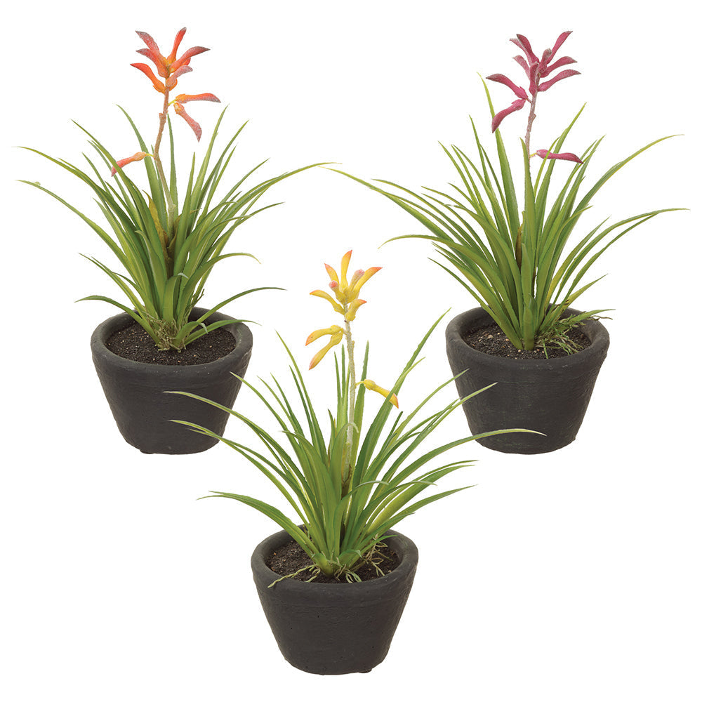 Allstate Floral 9" Kangaroo Paw Flower Arrangements with Cement Pot (Set of 3)