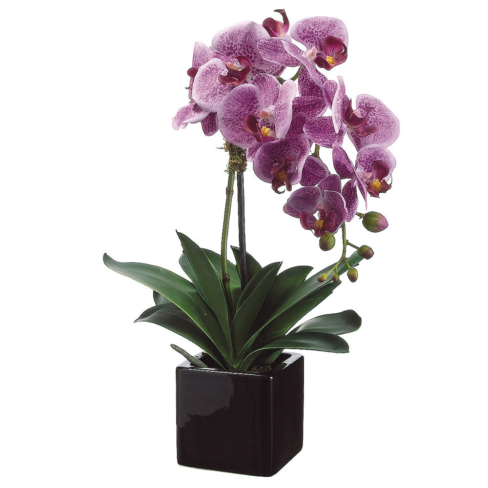 Allstate Floral 20" Phalaenopsis Orchid Flower Arrangement with Ceramic Pot - Purple