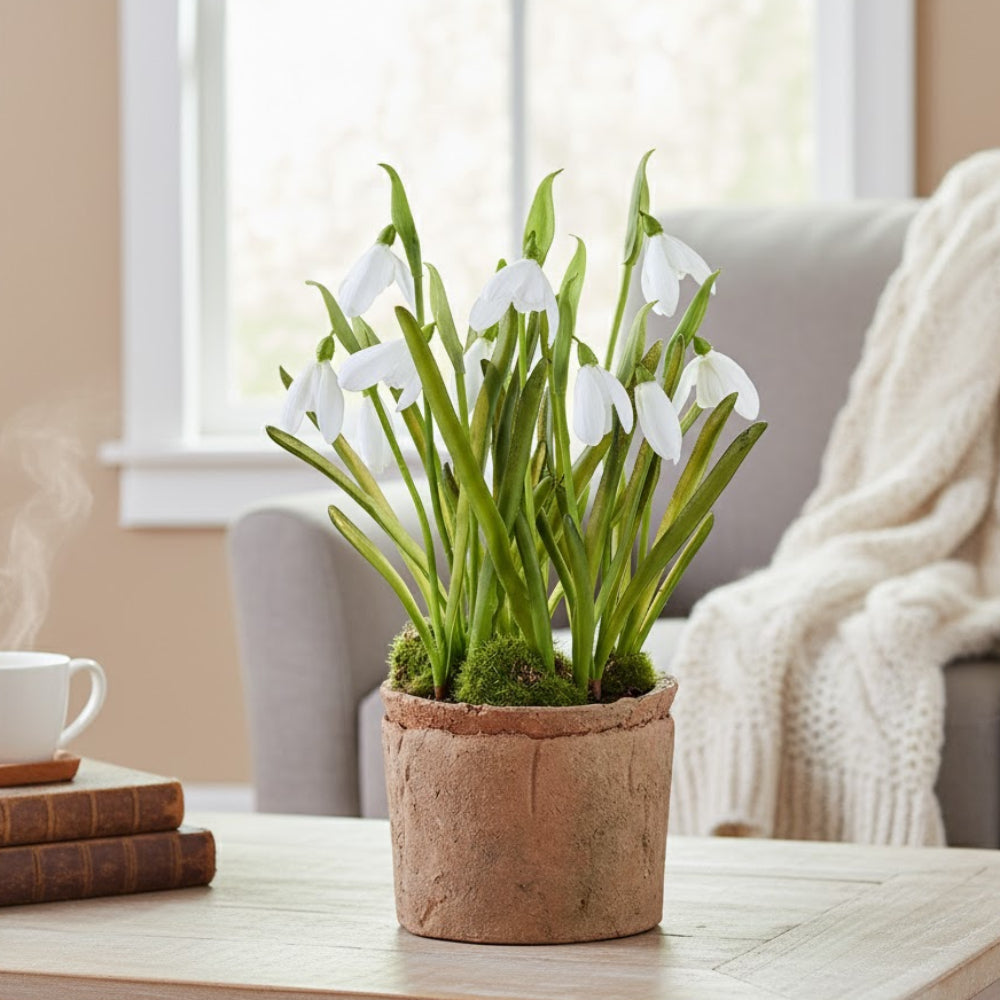 Allstate Floral 9.5" Snowdrop Flower Arrangement with Clay Pot - White