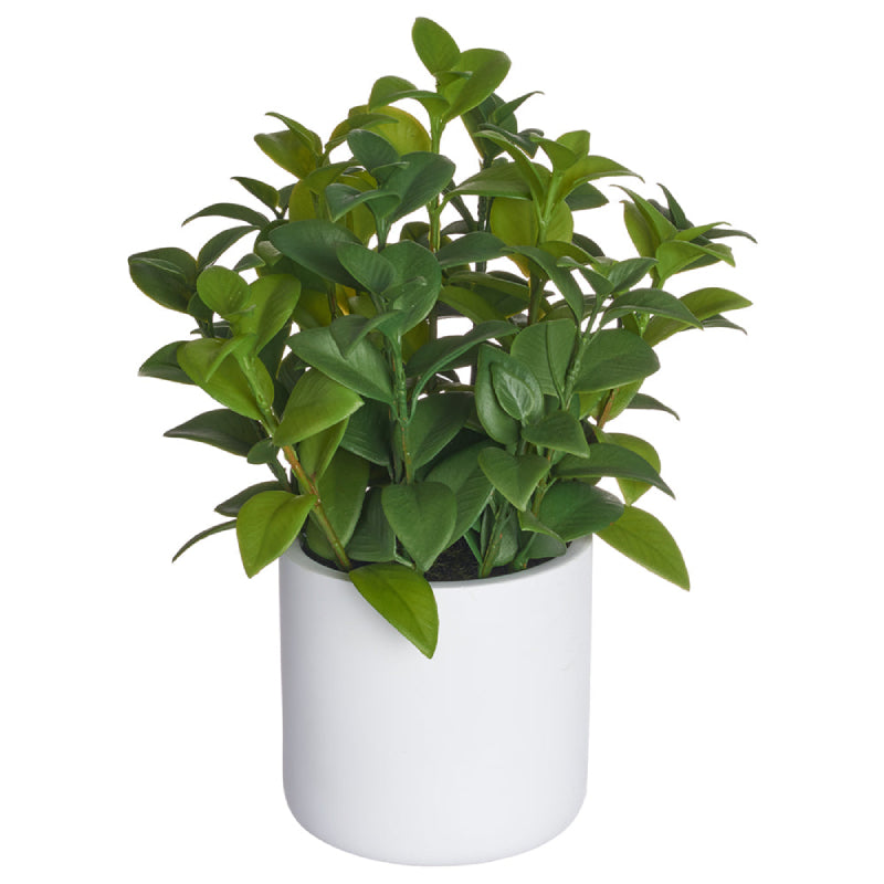 Allstate Floral 11" Lipstick Vine Plant with Polyresin Pot - Green