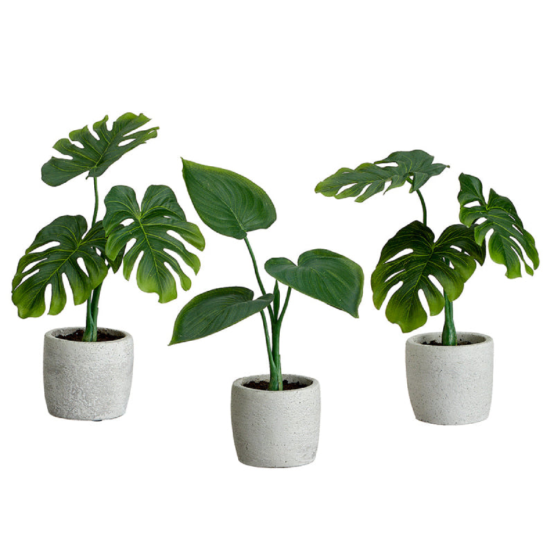 Allstate Floral Philodendron Plant with Cement Pot - Assortment