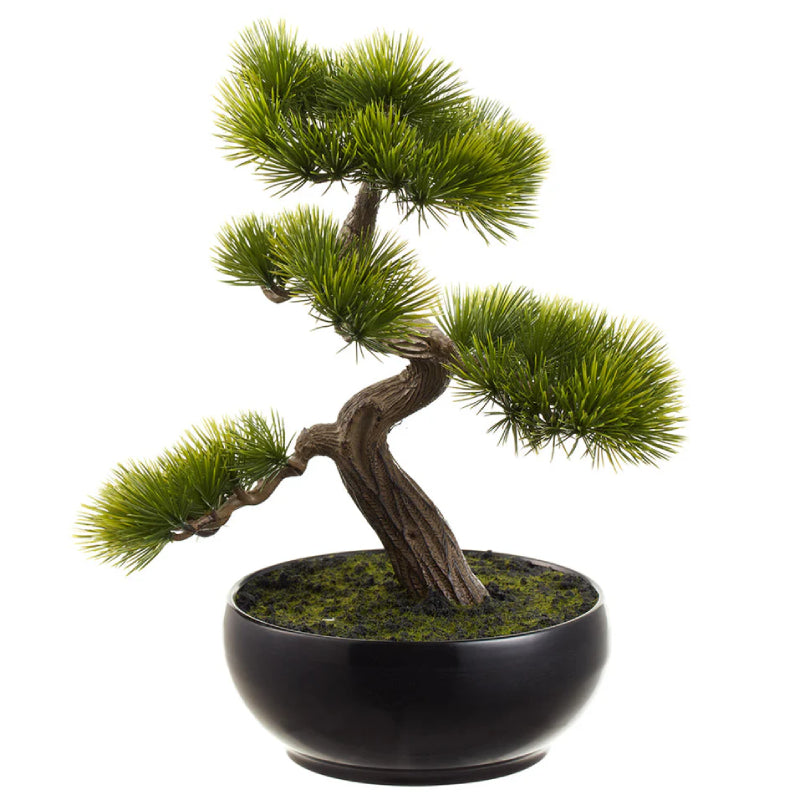 Allstate Floral 11" Black Pine Bonsai Plant with Plastic Pot - Green