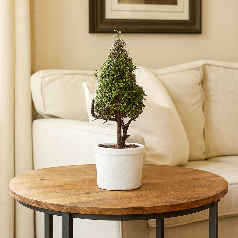 Allstate Floral 11" Baby's Tear Cone-Shaped Artificial Topiary with Clay Pot -Green