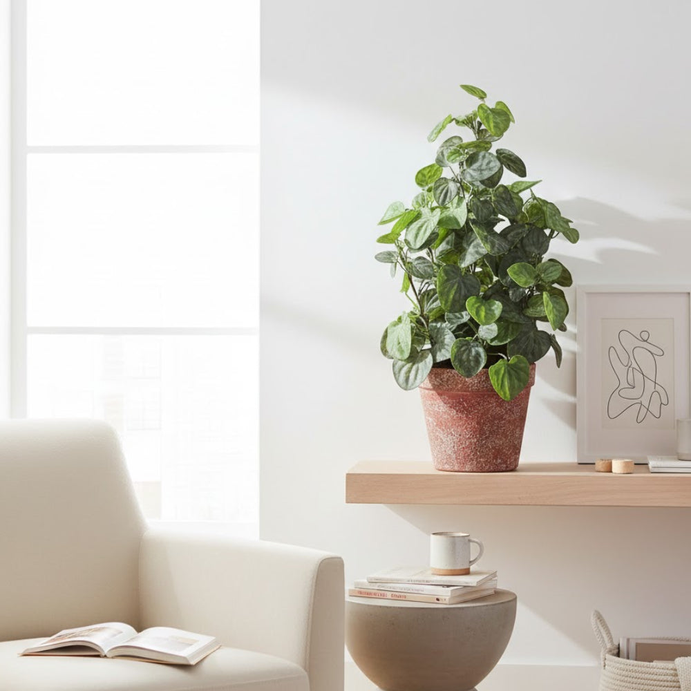 Allstate Floral 14" Peperomia Plant with Plastic Pot - Green