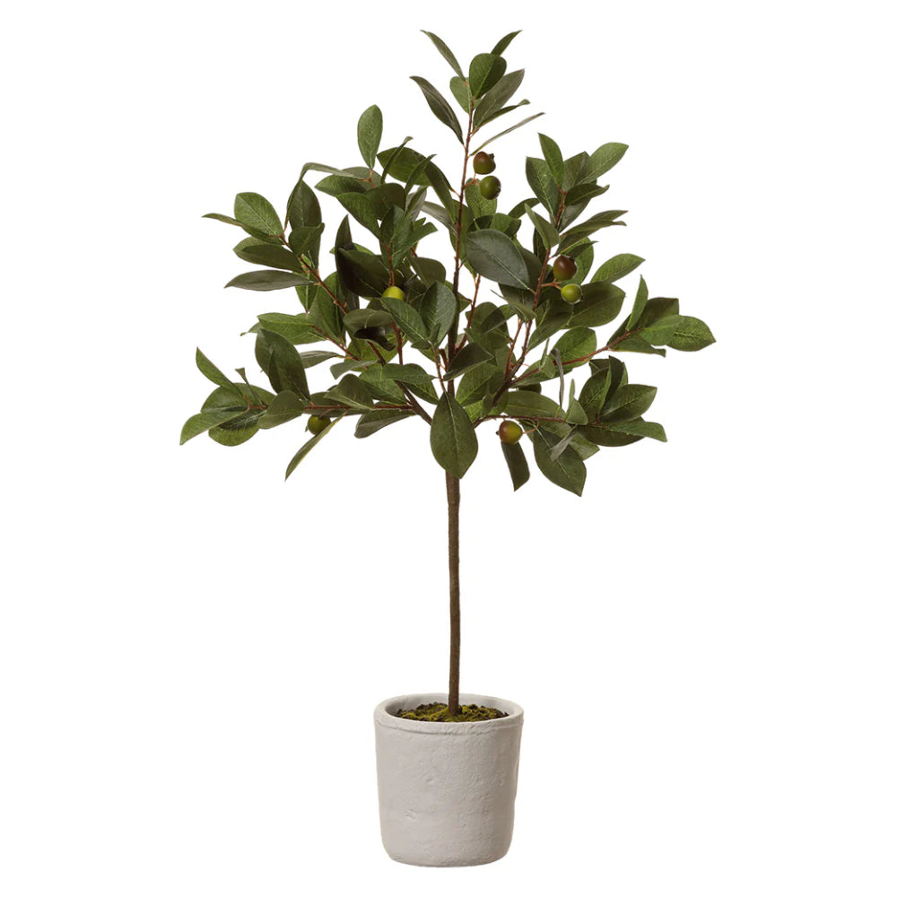 Allstate Floral 28.5" Wild Pomegranate Leaf Plant with Ceramic Pot - Green