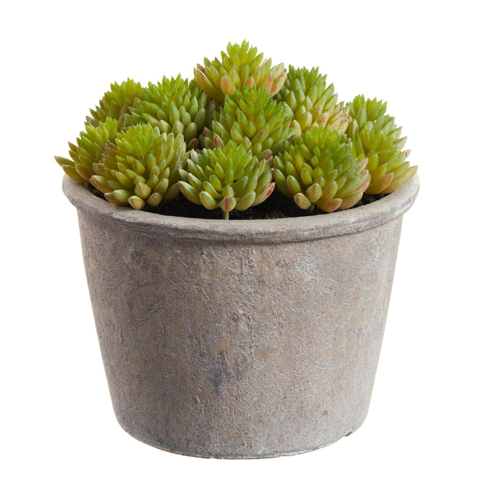 Allstate Floral 6" Sedum Succulent Artificial Plant with Papier Mache Pot - Green
