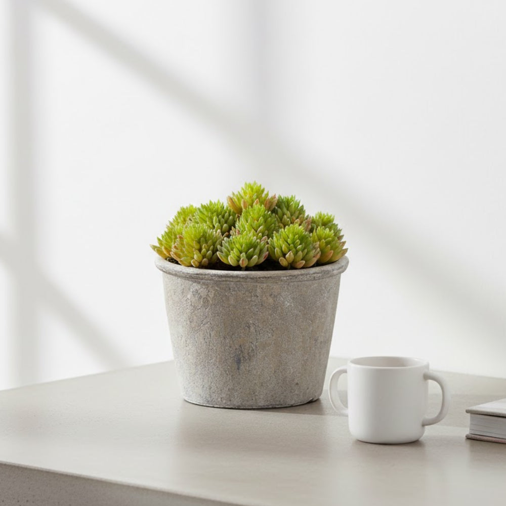 Allstate Floral 6" Sedum Succulent Artificial Plant with Papier Mache Pot - Green
