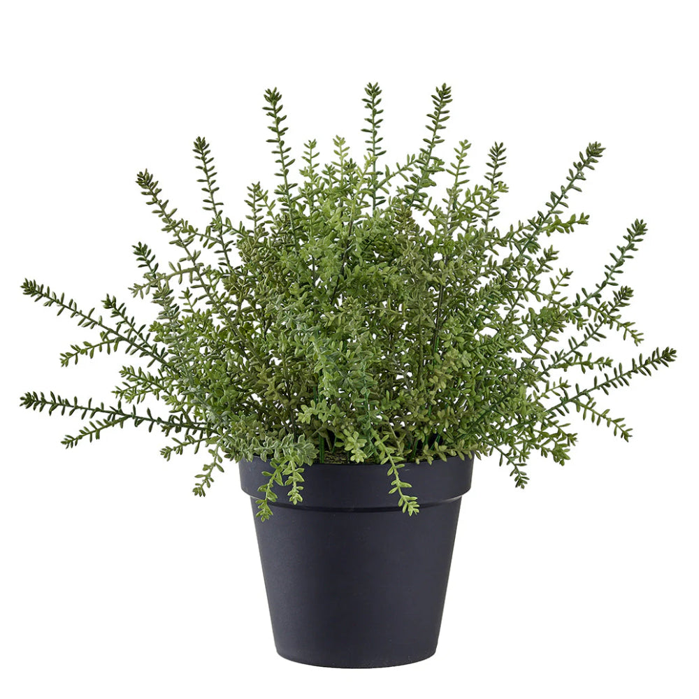 Allstate Floral Sedum Succulent Artificial Plant with Plastic Pot