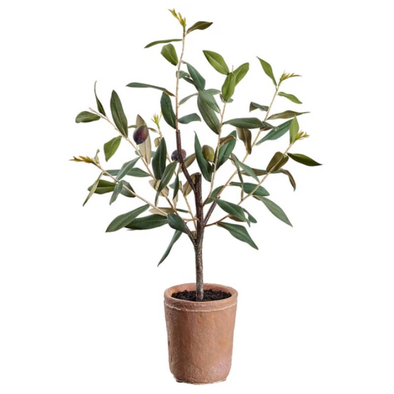 Allstate Floral Olive Tree With Clay Pot - Green