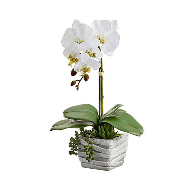 Allstate Floral 16" Phalaenopsis Orchid Plant with Pot - White