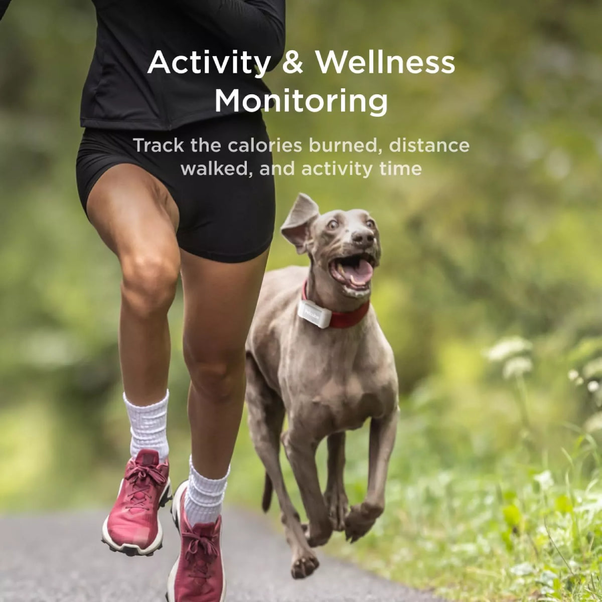 Petcube Pet GPS Location Tracker with Escape Alerts and Virtual Fences - Gray