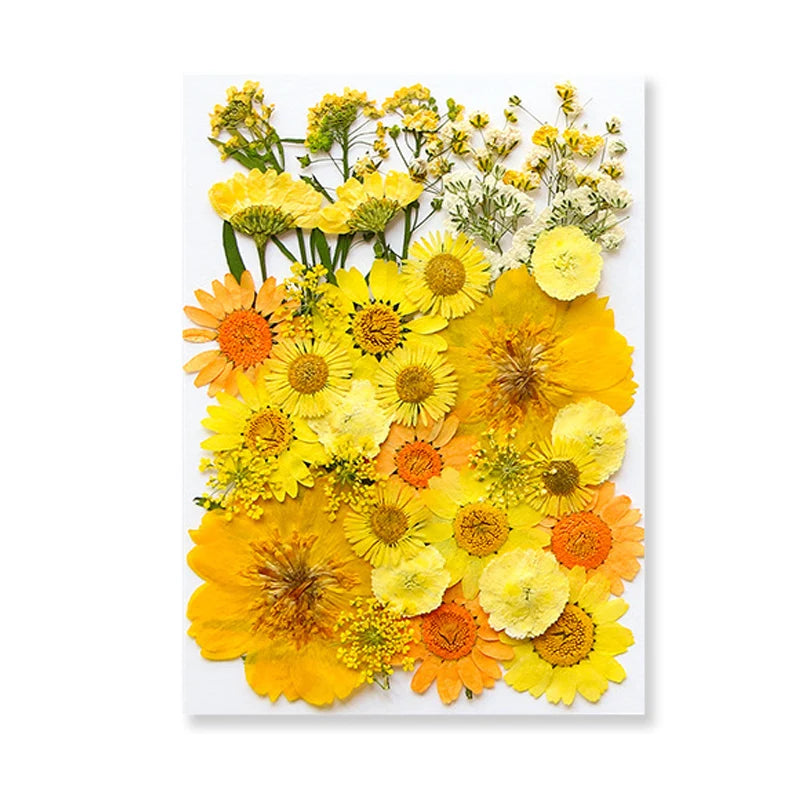 Dried Flowers Real Natural Plant Pressed Flower for Epoxy Resin DIY Keychain Pendant Jewelry Making