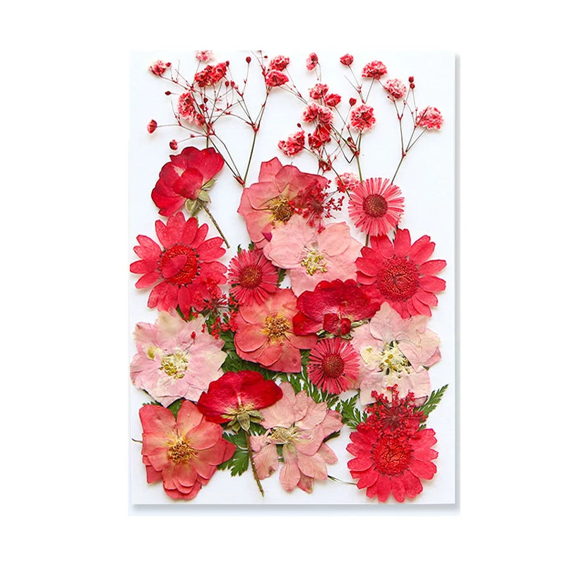 Dried Flowers Real Natural Plant Pressed Flower for Epoxy Resin DIY Keychain Pendant Jewelry Making