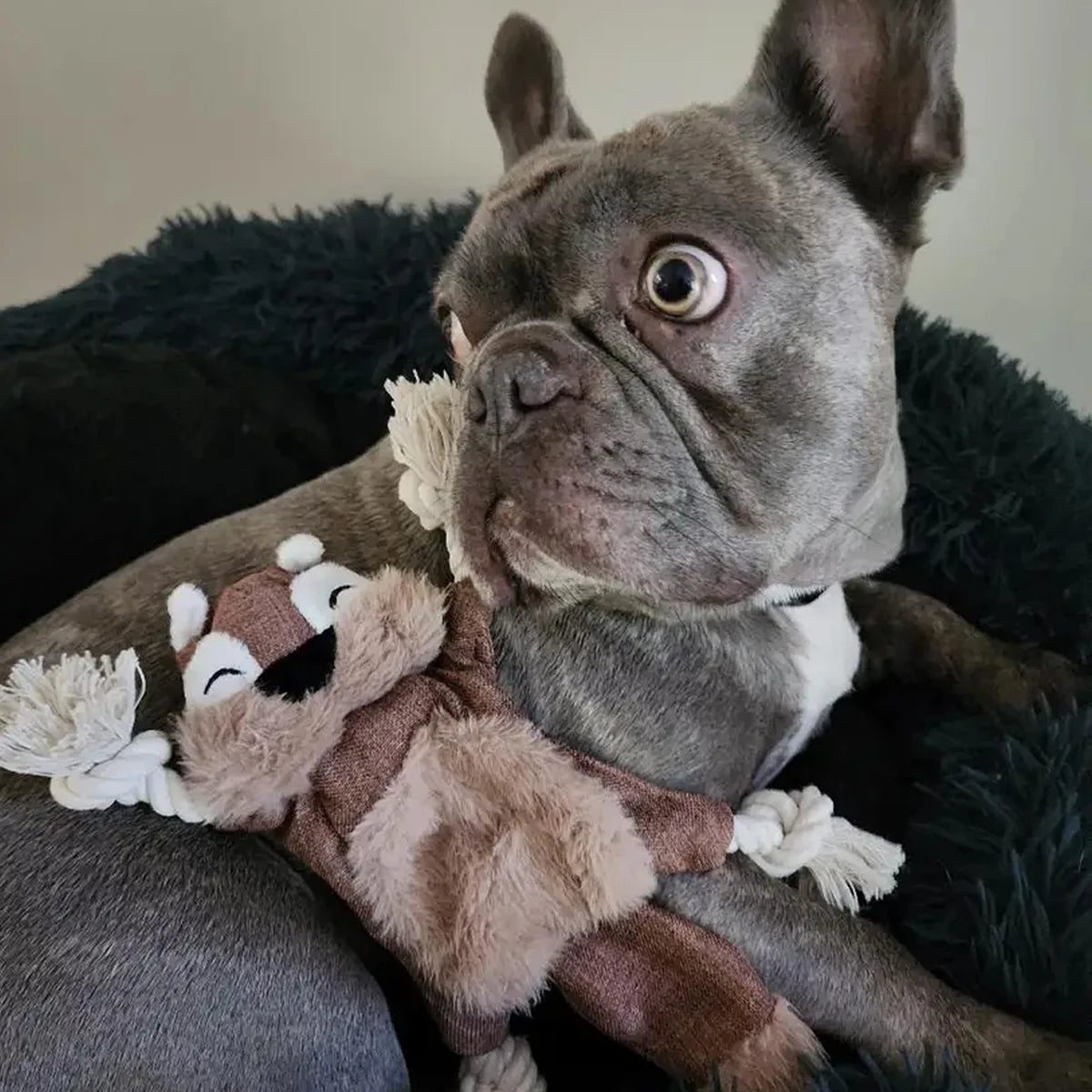 1 squeaky squirrel dog toy - tough chew and teething toy with squeaky sound and knots for aggressive chewers