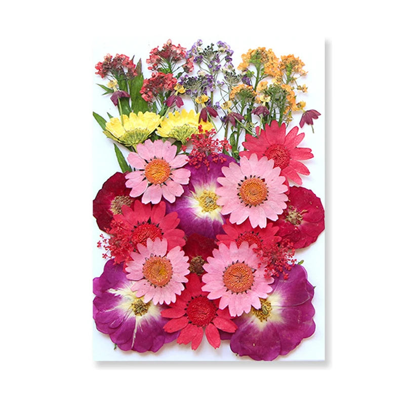 Dried Flowers Real Natural Plant Pressed Flower for Epoxy Resin DIY Keychain Pendant Jewelry Making