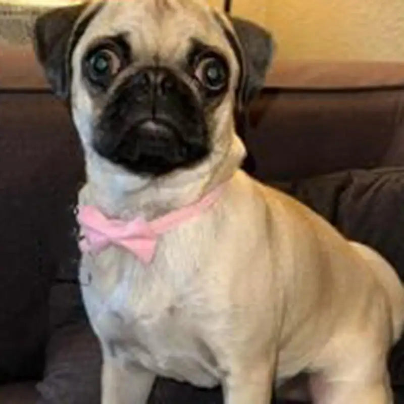 Bow Collar Solid Color Bowknot Puppy Chihuahua Adjustable Cats Accessories Safety Bell Tie Bow Buckle Pets with Collar New