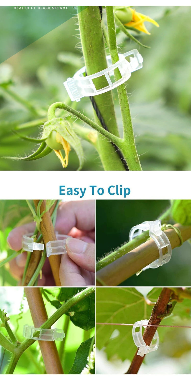Clips para plantas Soportes de plástico reutilizables Conexiones Fijación de tallos de tomates en rama Injerto Plantas vegetales Herramientas para huertos y jardines