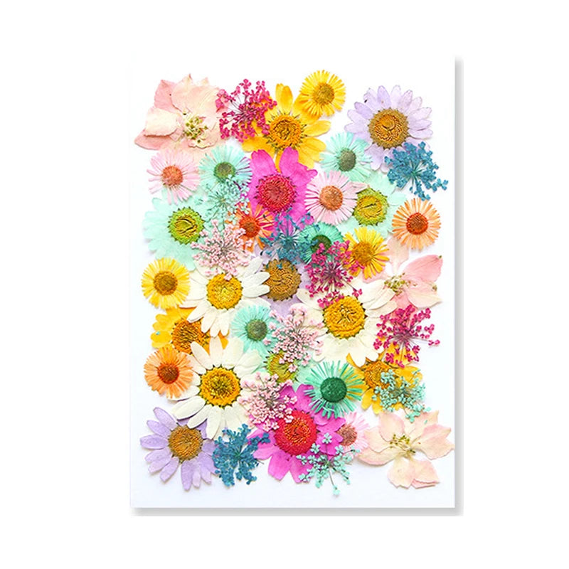 Dried Flowers Real Natural Plant Pressed Flower for Epoxy Resin DIY Keychain Pendant Jewelry Making