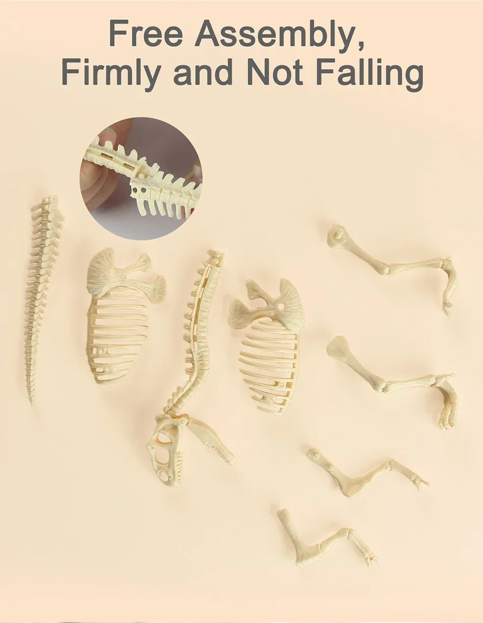 Dinosaur Fossil Excavation Kit for Kids Educational Archaeological Digging Adventure with Realistic Skeleton Models Perfect Gift for Boys and Girls
