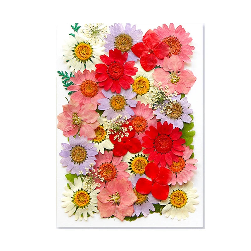 Dried Flowers Real Natural Plant Pressed Flower for Epoxy Resin DIY Keychain Pendant Jewelry Making