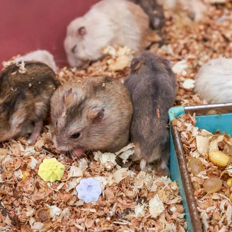 Hamster Pumice Mineral Treats Small Animal Mineral Calcium Stone 5PCS Bunny Teeth Grinding Stone For Chinchillas Rabbits Gerbil