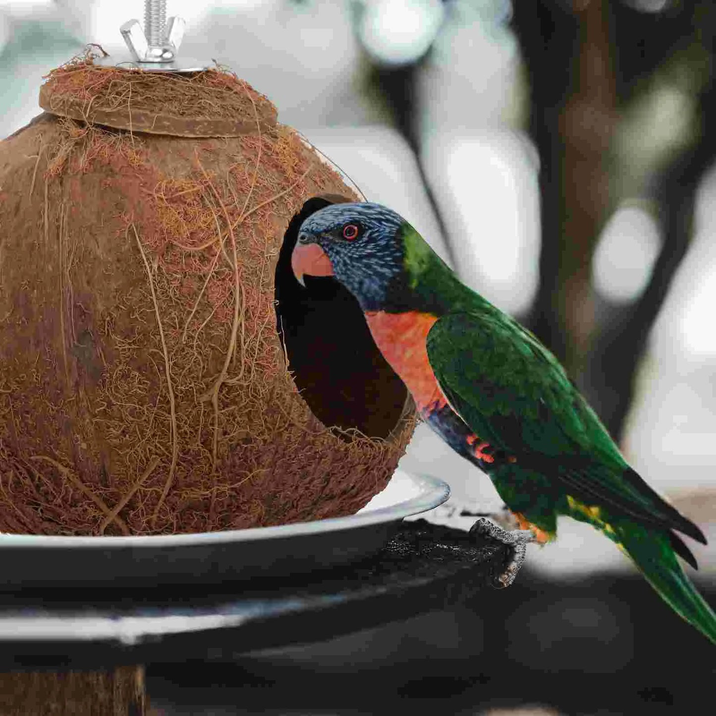 Coconut Shell Bird Nest Pet Parrot House Birds Toy Animals Biting Plaything Cages Natural Hamster jaula palomas casa passarinho