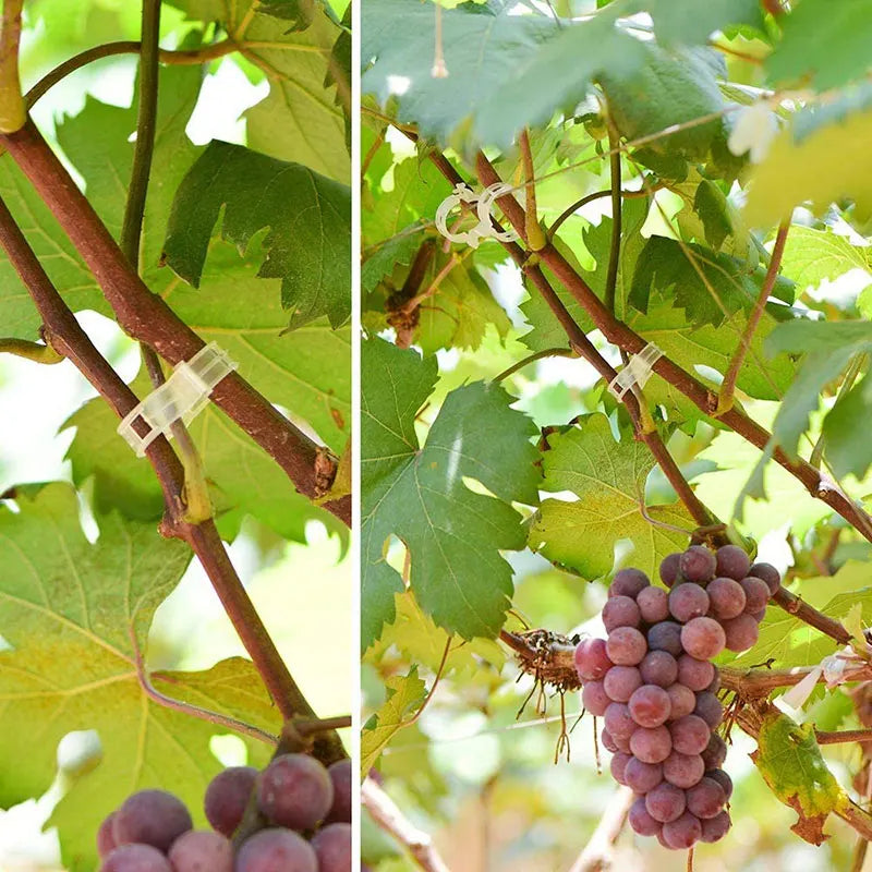 Clips para plantas Soportes de plástico reutilizables Conexiones Fijación de tallos de tomates en rama Injerto Plantas vegetales Herramientas para huertos y jardines