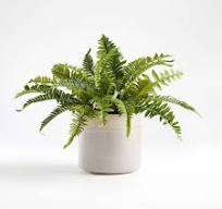 POTTED FERN