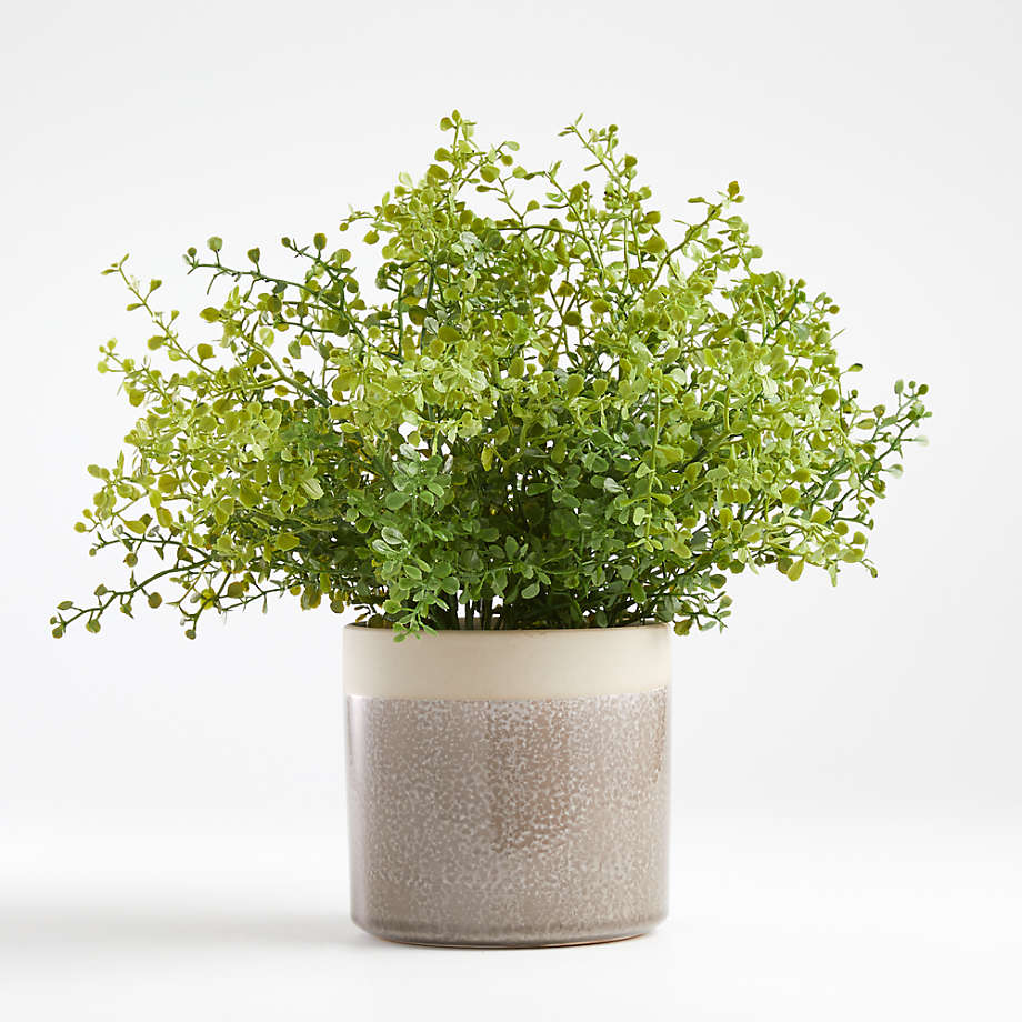POTTED GREENERY