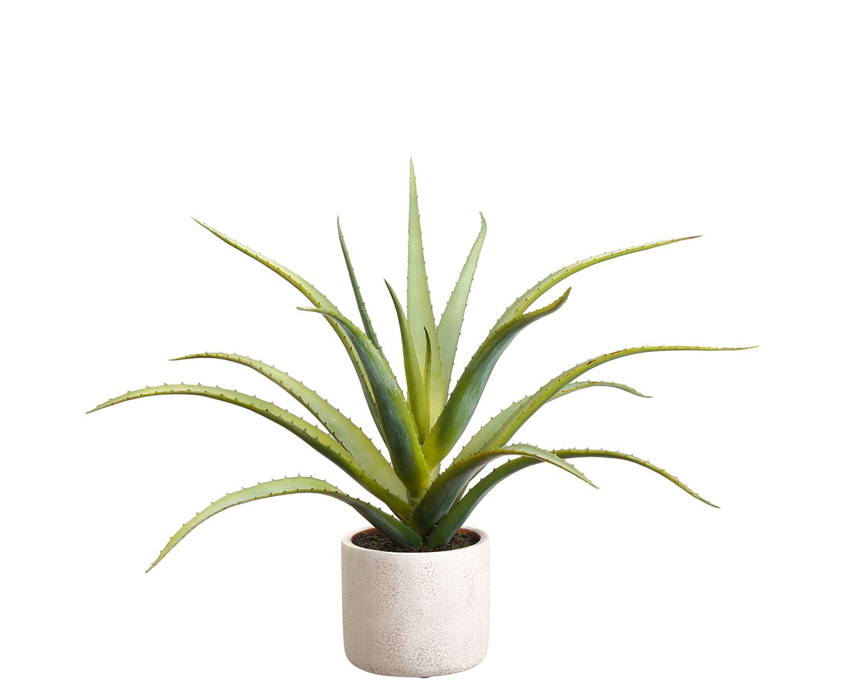 Allstate Floral Aloe Planter - Green