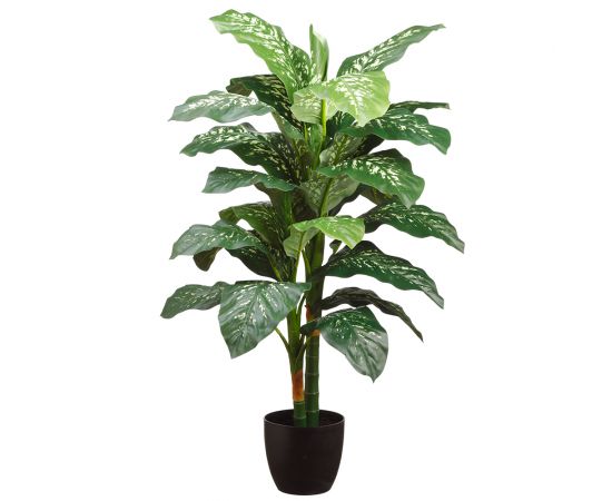 Planta Dieffenbachia de tronco doble de 48
