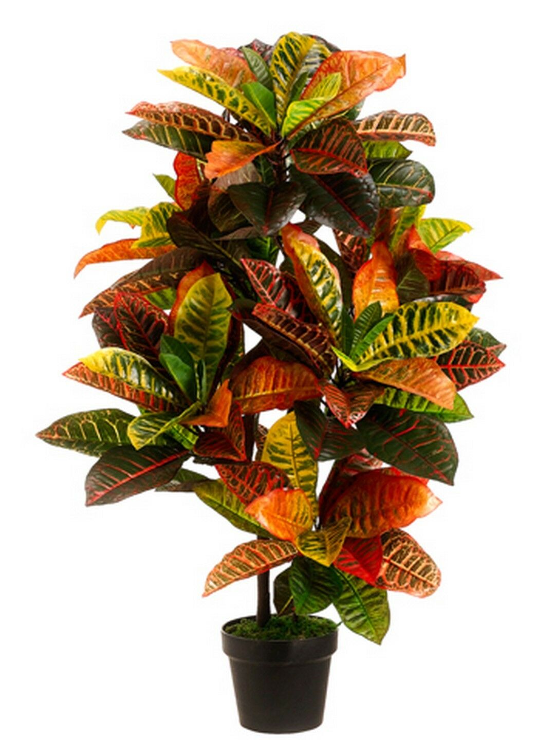 Planta de crotón EVA de 36