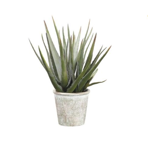 Planta de agave Allstate Floral de 16,5" en maceta, color verde
