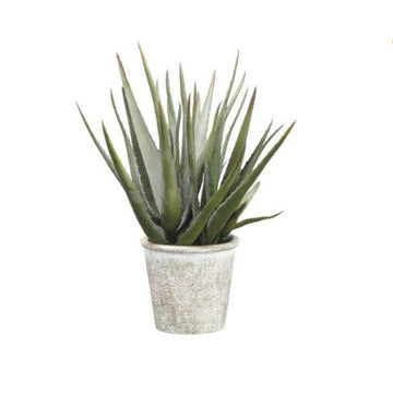 Allstate Floral 16.5" Agave Plant in Pot - Green