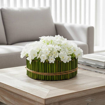 Allstate Floral 6" Daffodil Flower Arrangement with Tube Planter - White