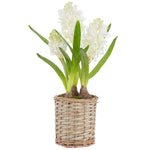 Allstate Floral 17.5" Hyacinth Bulb Flower Arrangement with Basket - White