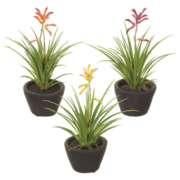 Allstate Floral 9" Kangaroo Paw Flower Arrangements with Cement Pot (Set of 3)