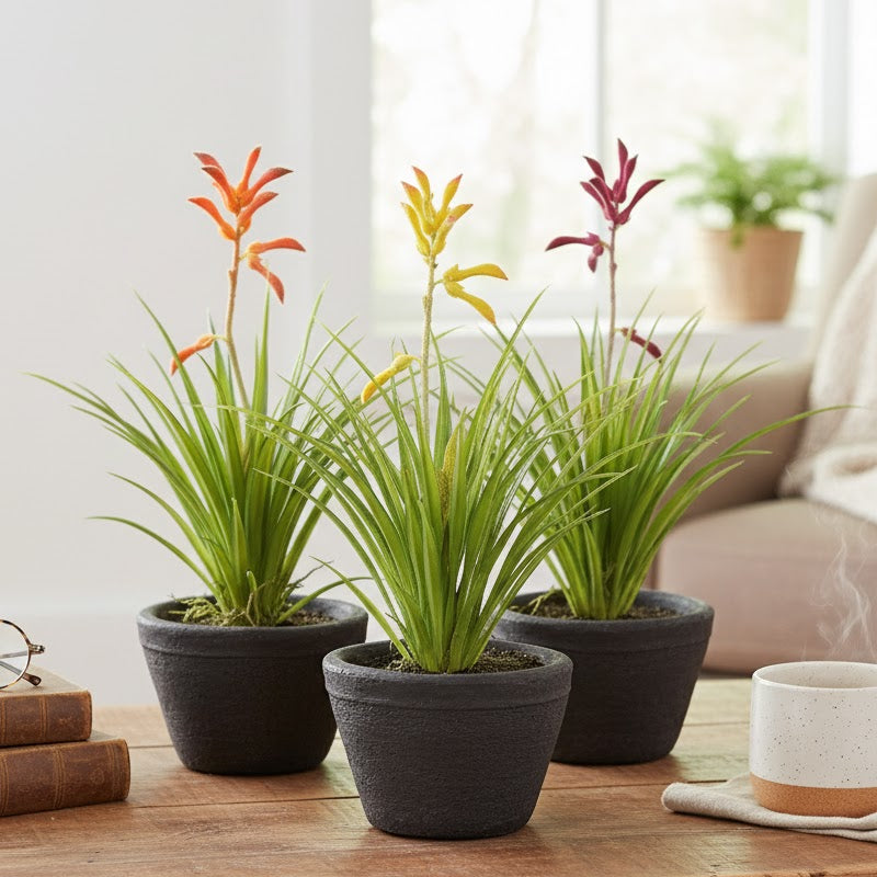 Allstate Floral 9" Kangaroo Paw Flower Arrangements with Cement Pot (Set of 3)