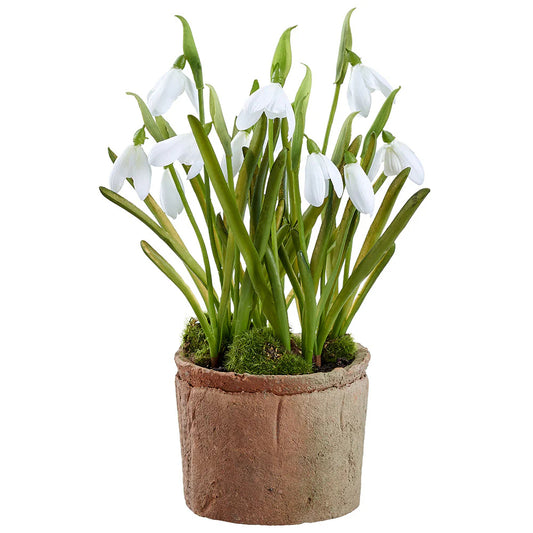 Allstate Floral 9.5" Snowdrop Flower Arrangement with Clay Pot - White
