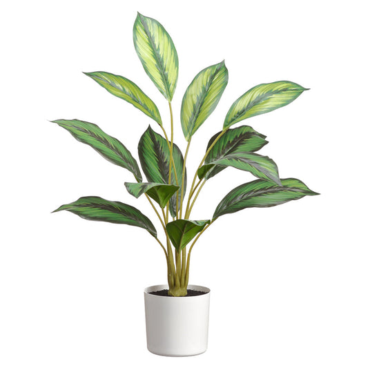 Allstate Floral 26.5" Calathea Leaf Plant with Plastic Vase - Green