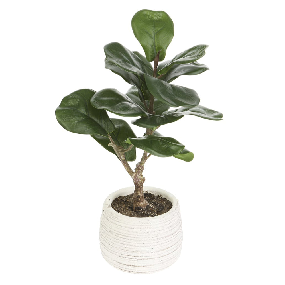 Allstate Floral 14" Fiddle Leaf Fig Plant with Cement Vase - Green