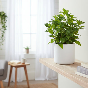 Allstate Floral 11" Lipstick Vine Plant with Polyresin Pot - Green