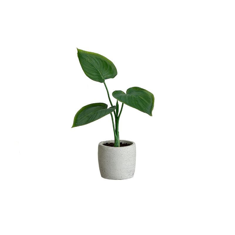 Allstate Floral Philodendron Plant with Cement Pot - Assortment