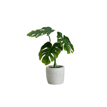 Allstate Floral Philodendron Plant with Cement Pot - Assorted