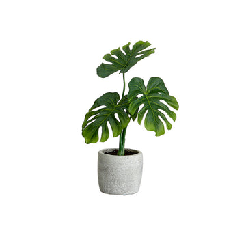 Allstate Floral Philodendron Plant with Cement Pot - Assorted
