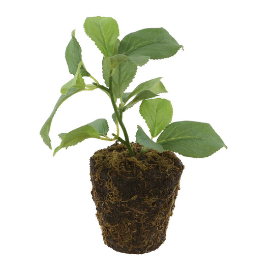 Allstate Floral 6" Apple Leaf Plant with Soil Ball - Green