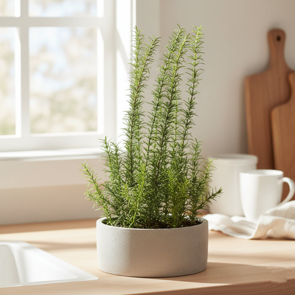 Allstate Floral 22" Rosemary Herb Artificial Plant with Cement Pot - Green