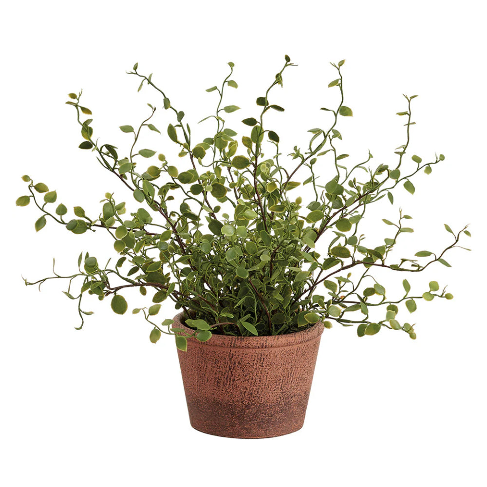 Allstate Floral 10.5" Muehlenbeckia Plant with Papie Mache Pot - Green